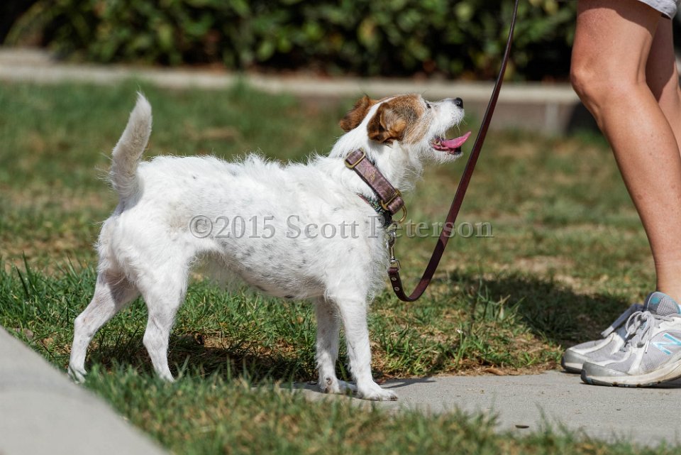 DSC 1110 DxO