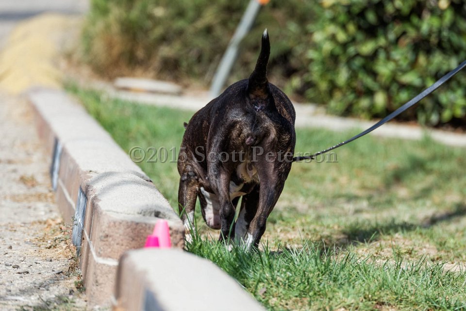 DSC 1200 DxO