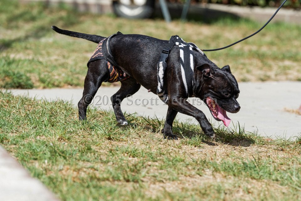 DSC 1219 DxO