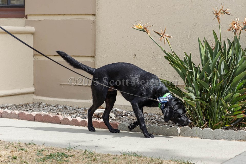 DSC 2118 DxO