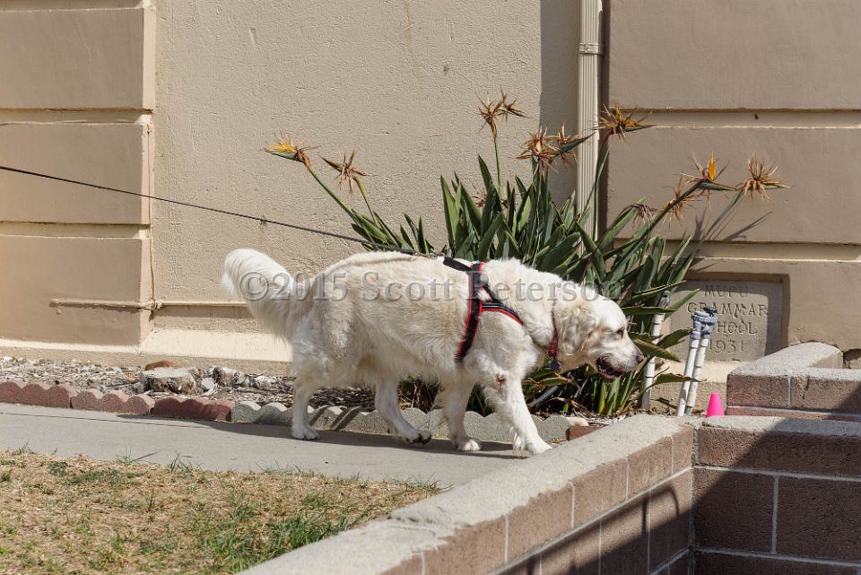 DSC 2157 DxO