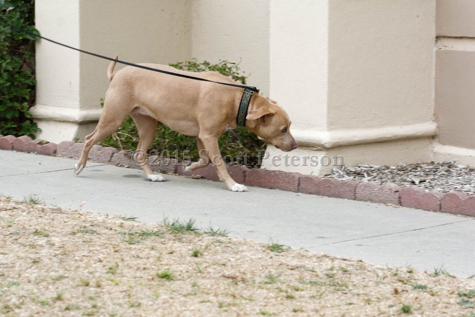DSC 8396 DxO