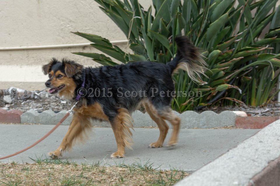 DSC 8408 DxO