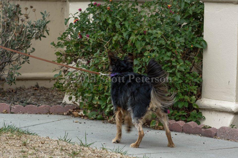 DSC 8410 DxO