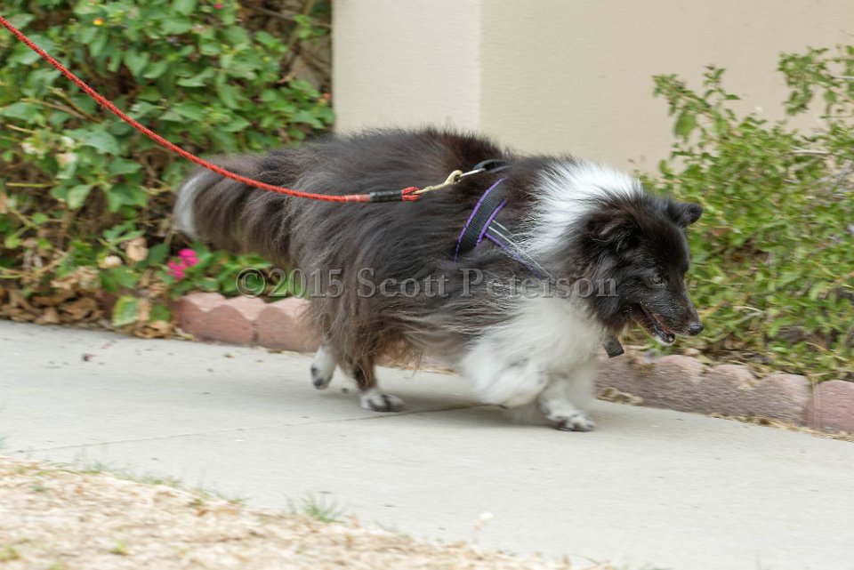 DSC 8421 DxO