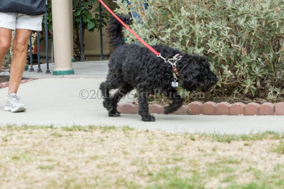 DSC 8424 DxO
