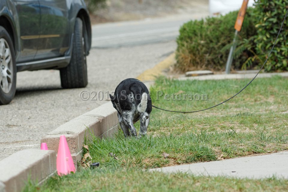 DSC 8444 DxO