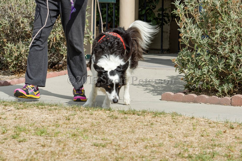 DSC 8450 DxO