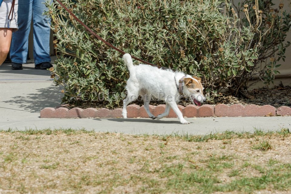 DSC 8458 DxO