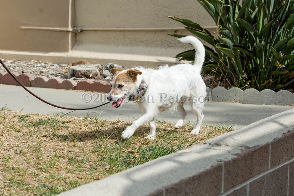 DSC 8460 DxO