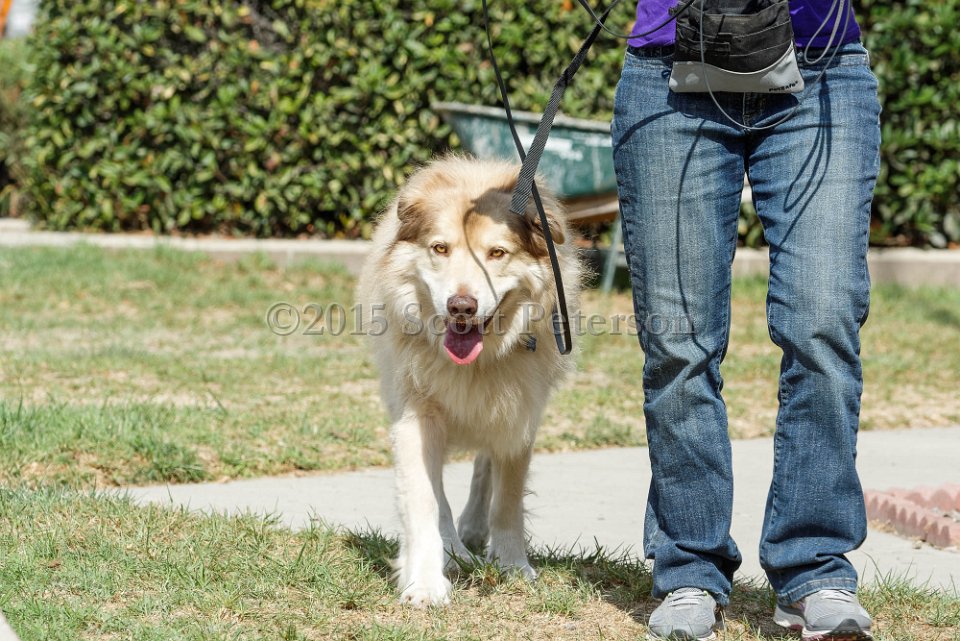 DSC 8464 DxO