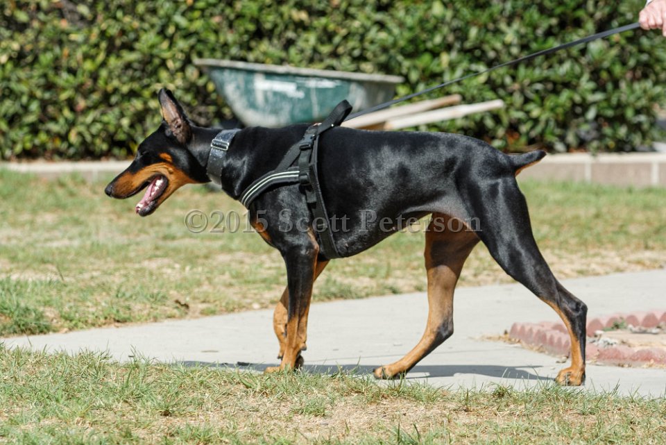 DSC 8473 DxO
