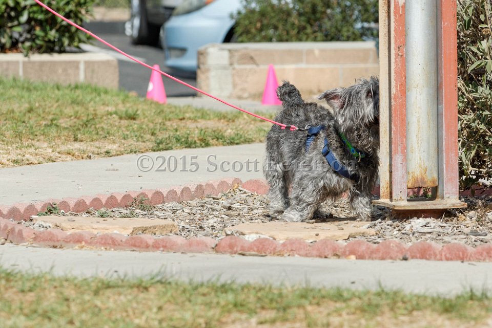 DSC 8483 DxO