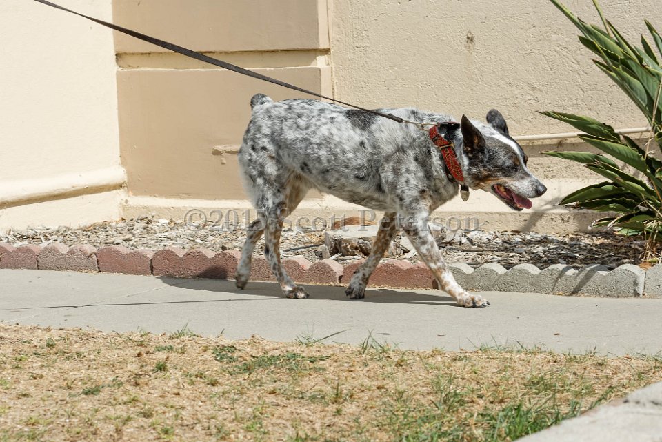 DSC 8500 DxO