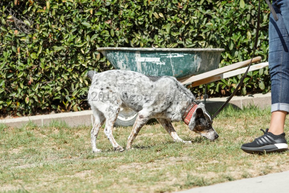 DSC 8502 DxO