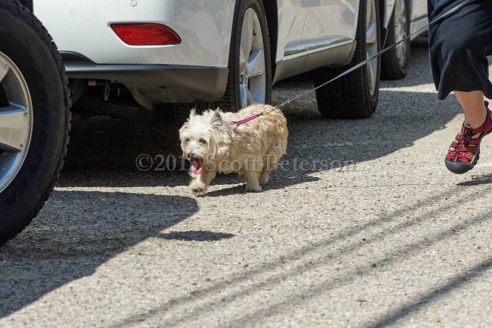 DSC 8518 DxO