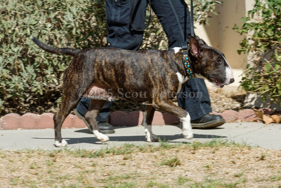 DSC 8521 DxO