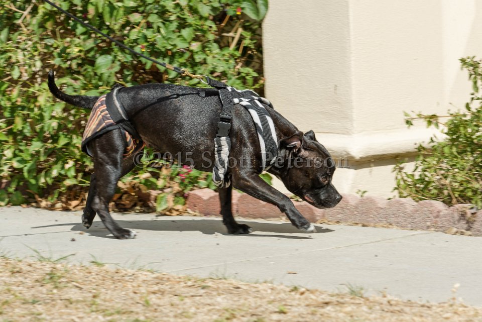DSC 8524 DxO