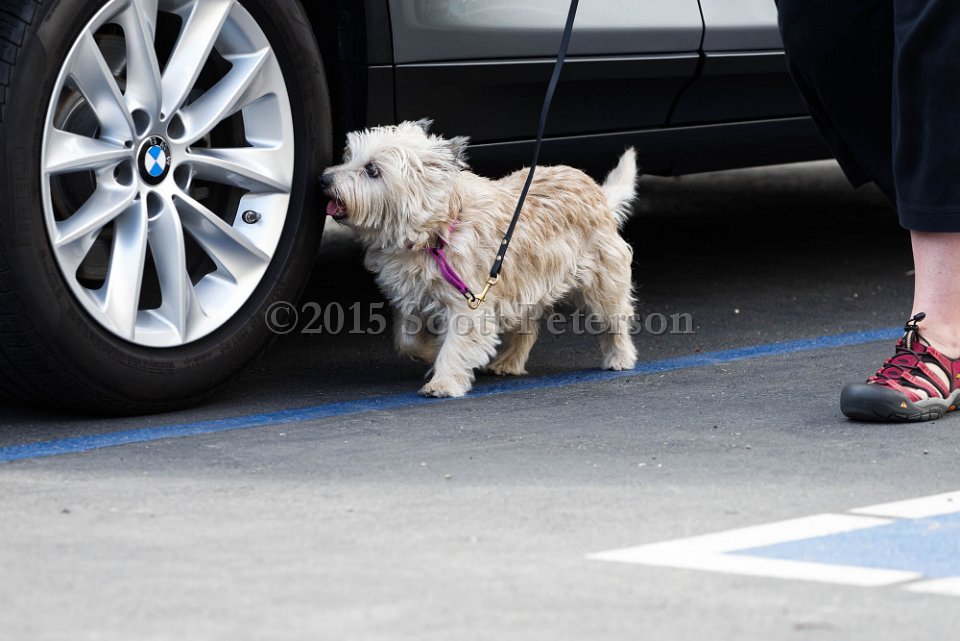 DSC 1300 DxO