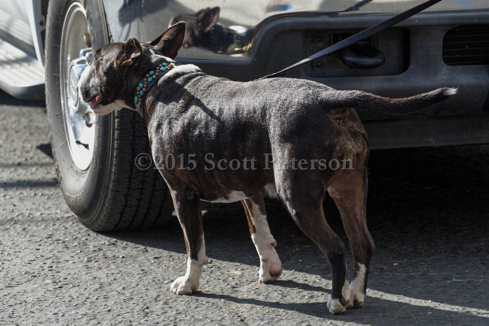 DSC 1310 DxO