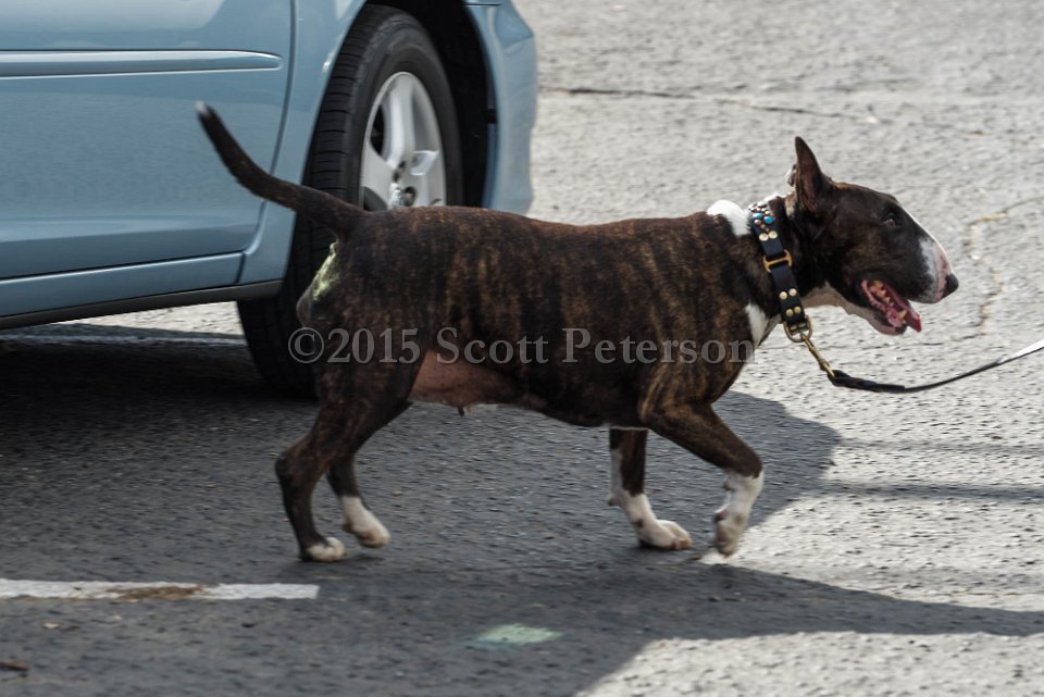 DSC 1319 DxO