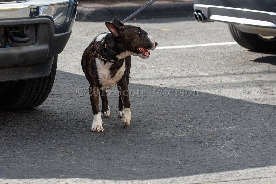 DSC 1320 DxO