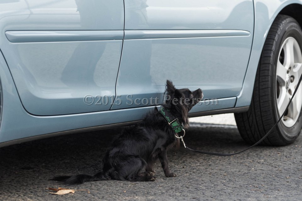 DSC 1350 DxO