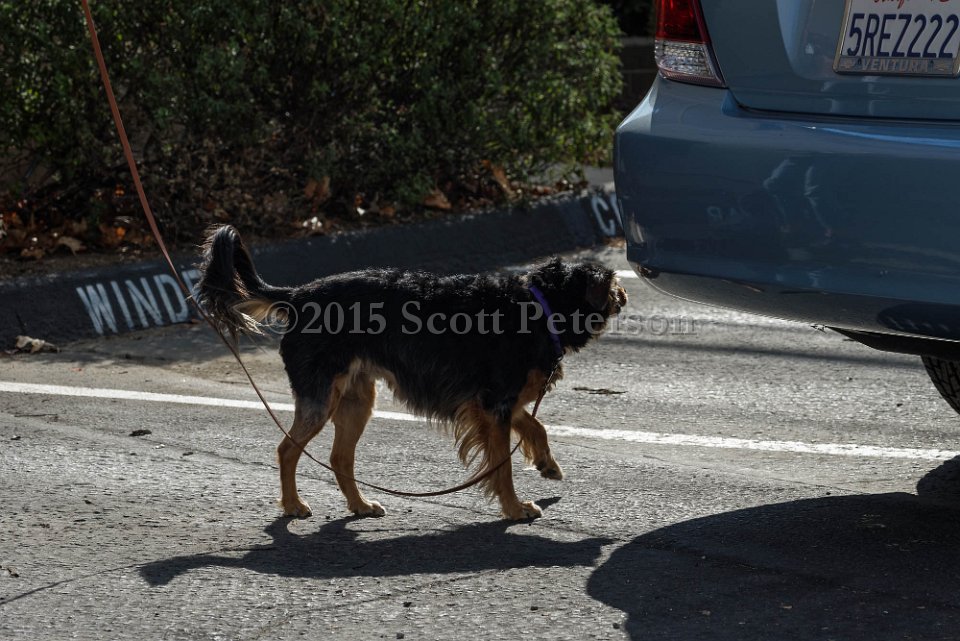 DSC 1356 DxO