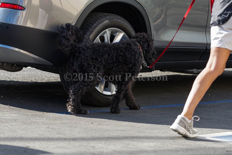 DSC 1410 DxO