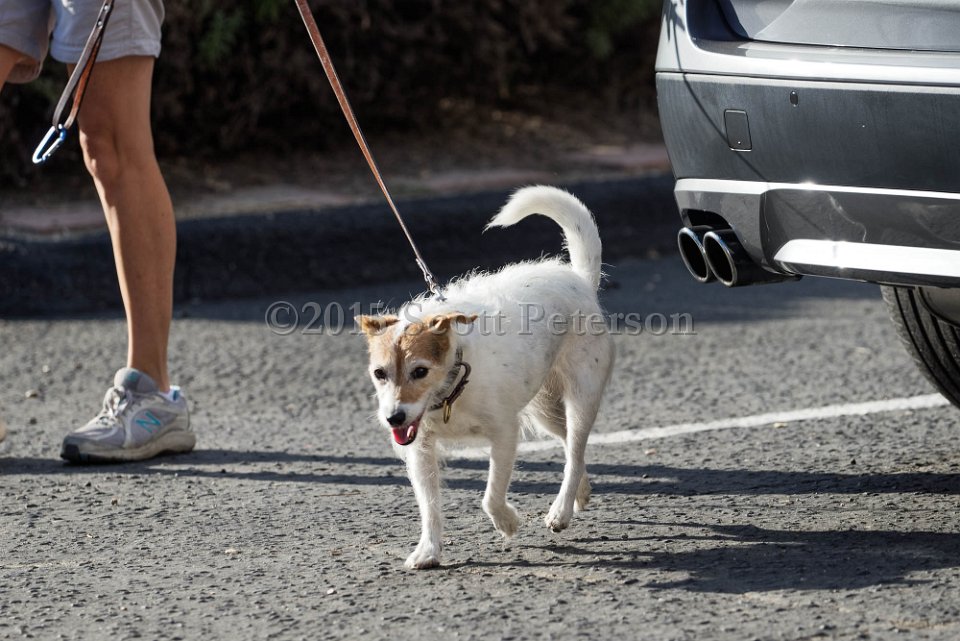 DSC 1500 DxO