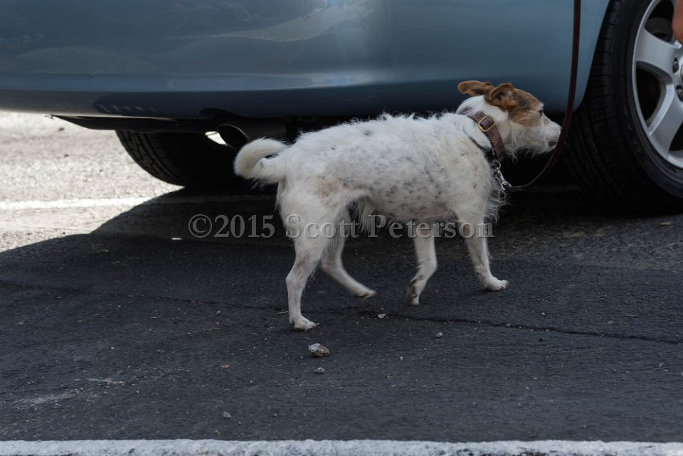 DSC 1503 DxO