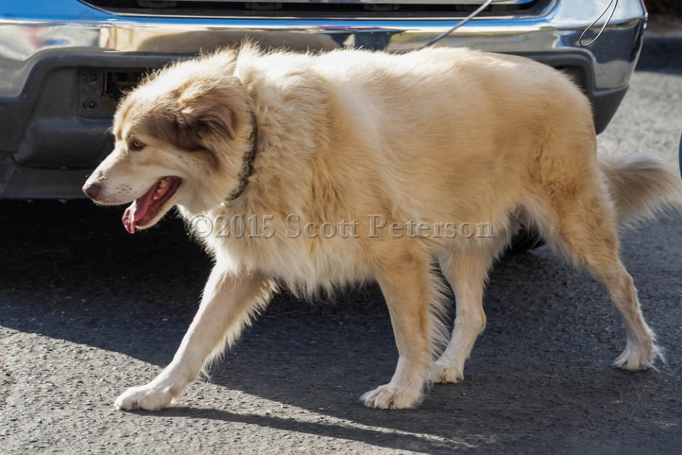 DSC 1513 DxO