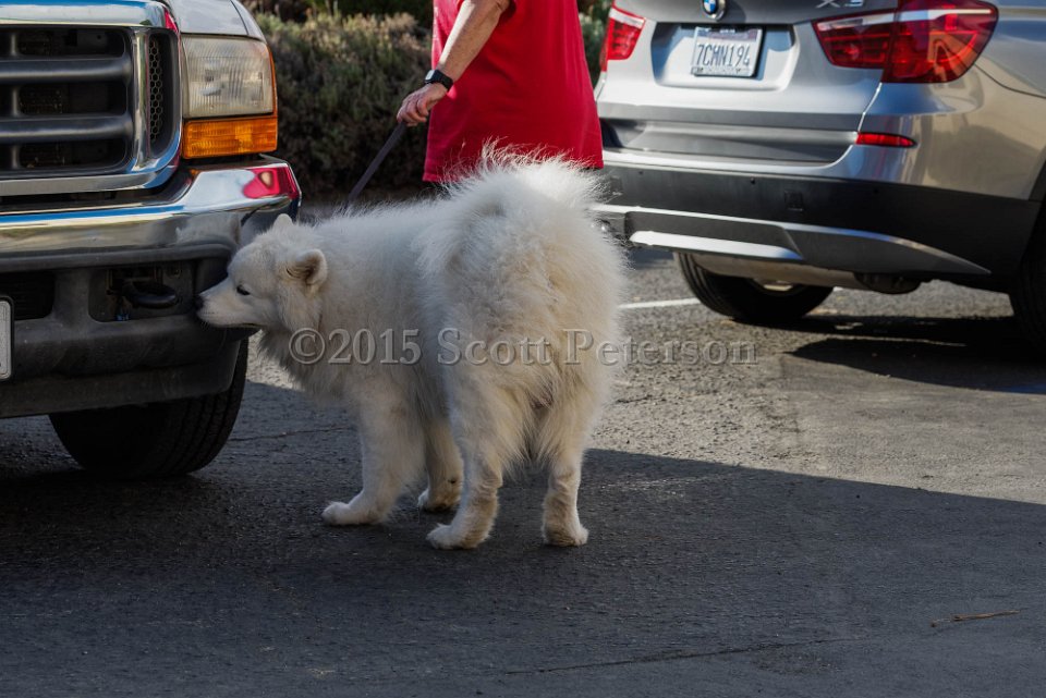 DSC 1523 DxO