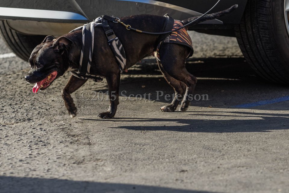 DSC 1570 DxO